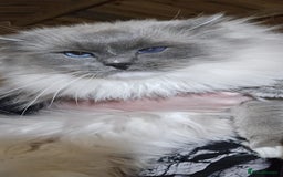 Ragdoll cats for sale: Gorgeous Ragdoll boys - Advert 2