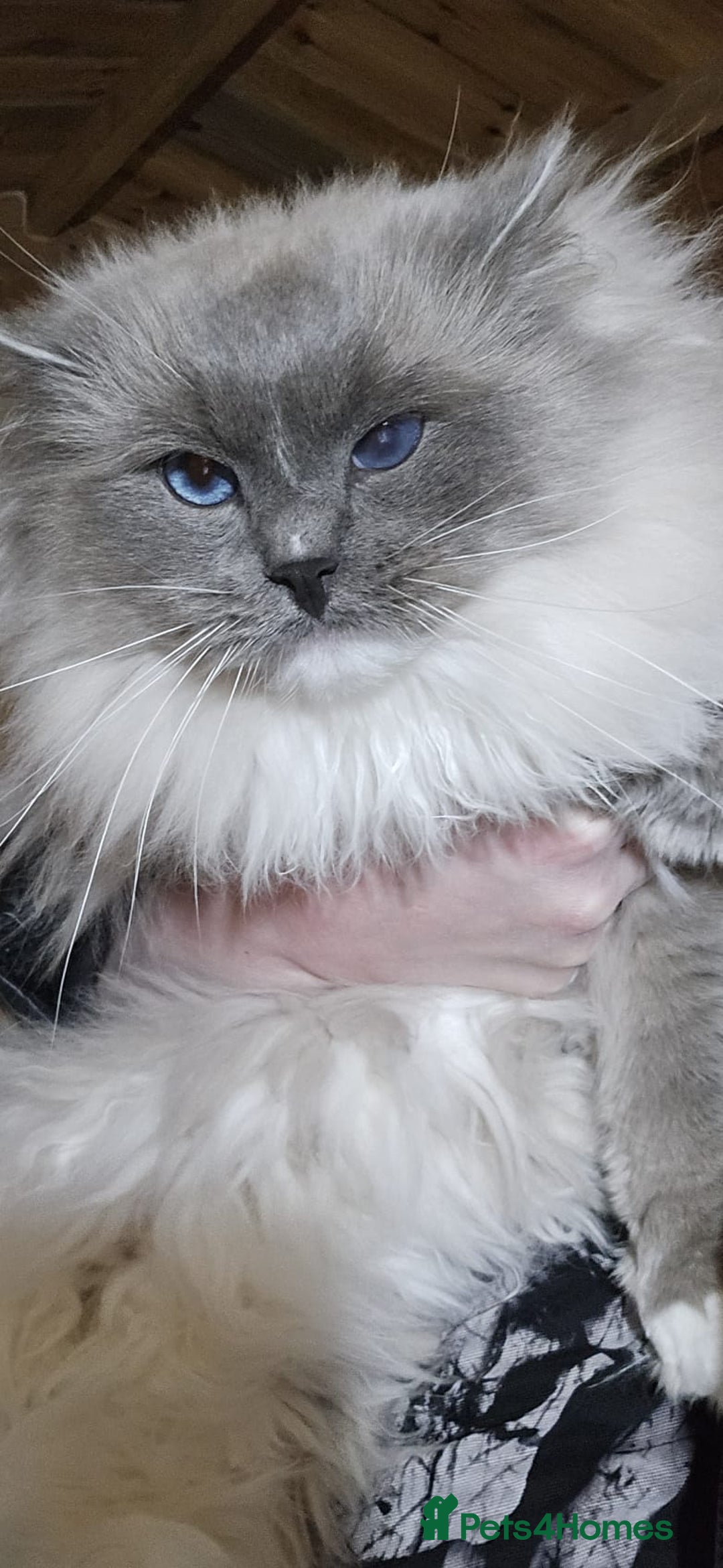 Ragdoll cats for sale: Gorgeous Ragdoll boys - Advert 2