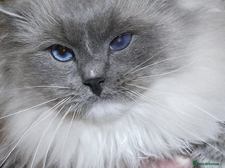 Ragdoll cats Gorgeous Ragdoll boy - Advert 5