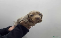 Miniature Dachshund dogs for sale: KC Reg Miniature Dachsunds - Advert 4