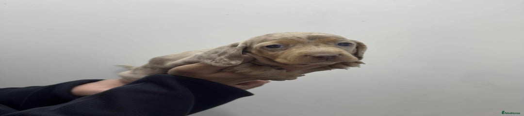 Miniature Dachshund Puppy 2