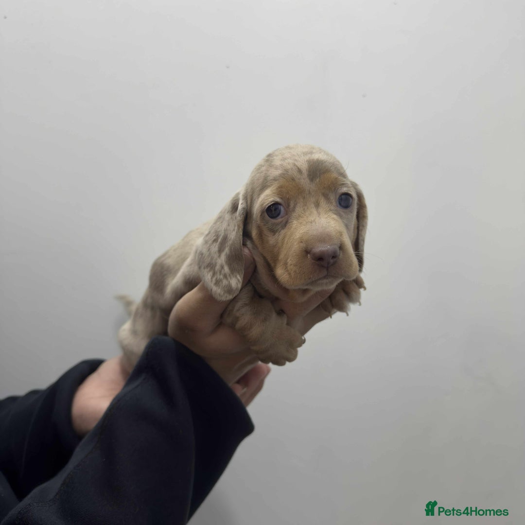 Miniature Dachshund dogs for sale: KC Reg Miniature Dachsunds - Advert 4