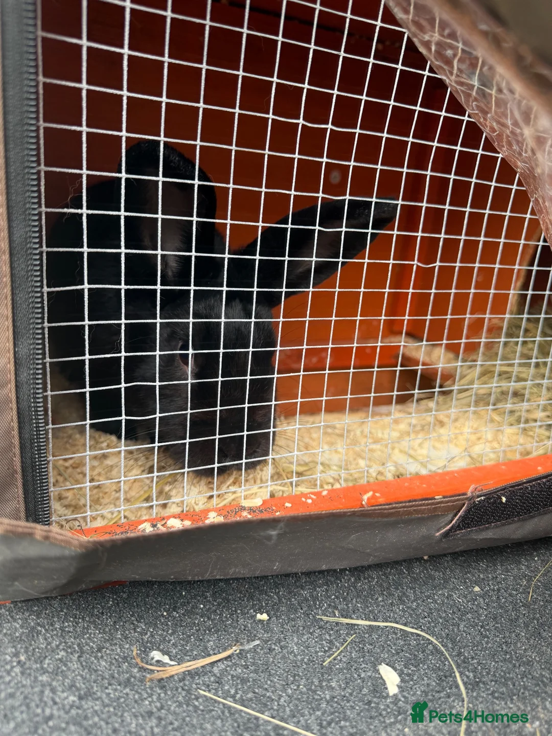 Mixed Breed rabbits for sale: Male rabbit looking for a forever home - Advert 2