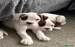 Boxer dogs for sale: Gorgeous KC Registered Boxer Pups - ONLY 1 LEFT - Image 20