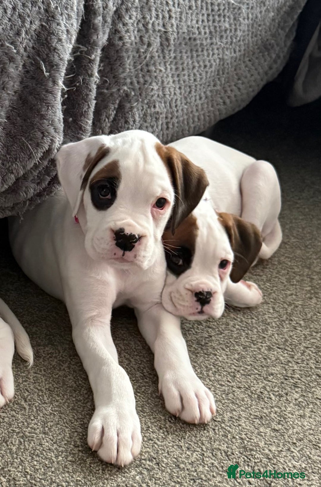 Boxer dogs for sale: Gorgeous KC Registered Boxer Pups - ONLY 1 LEFT - Image 20