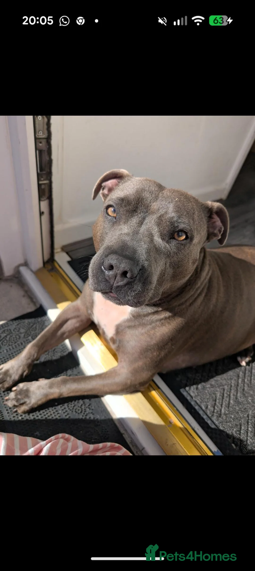 Staffordshire Bull Terrier dogs for sale: 6 year old Staffordshire bull terrier  - Advert 2