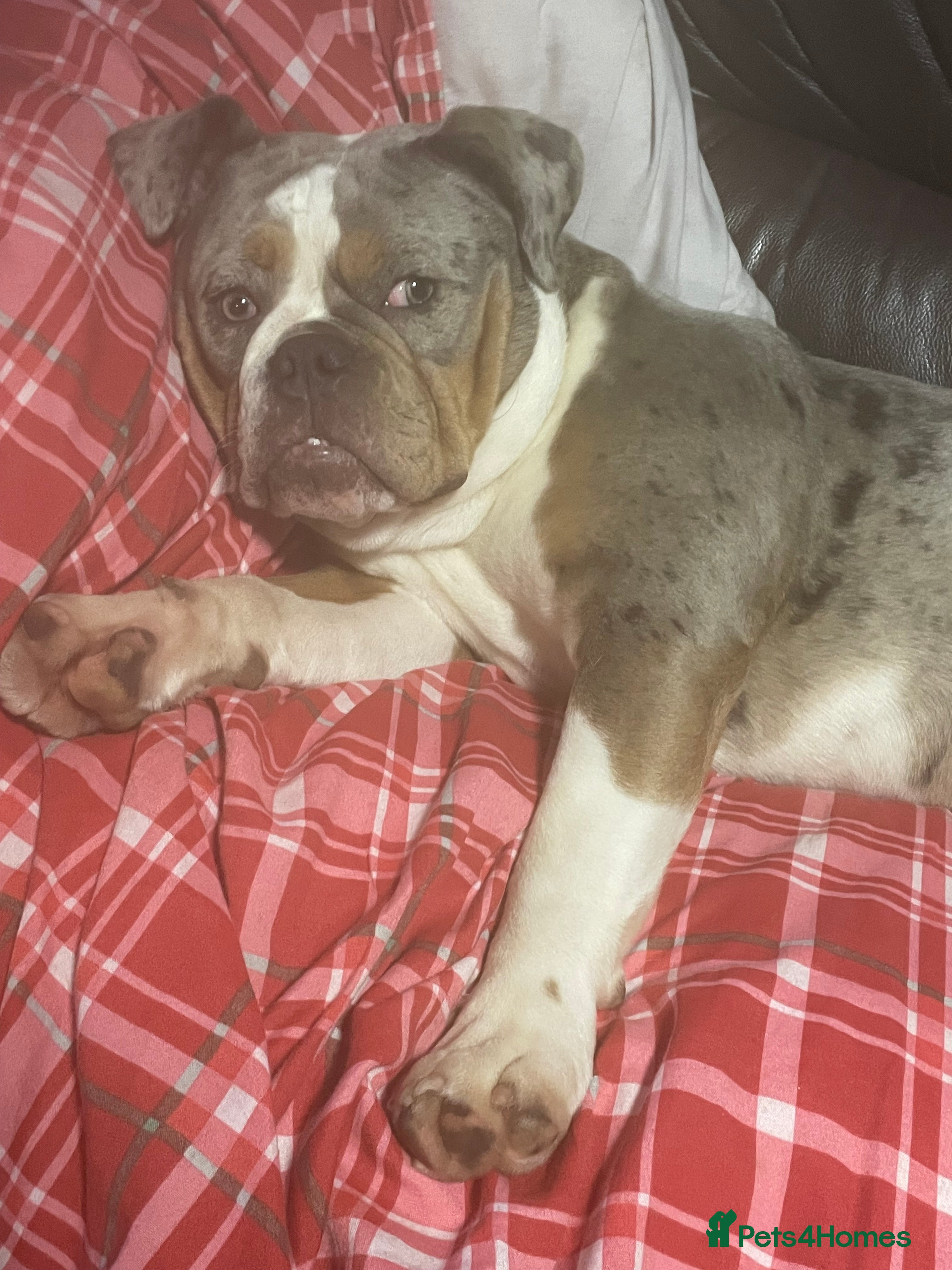 Old Tyme Bulldog dogs Merle old tyme English girl  - Advert 15