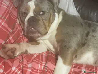 Old Tyme Bulldog dogs Merle old tyme English girl - Advert 15