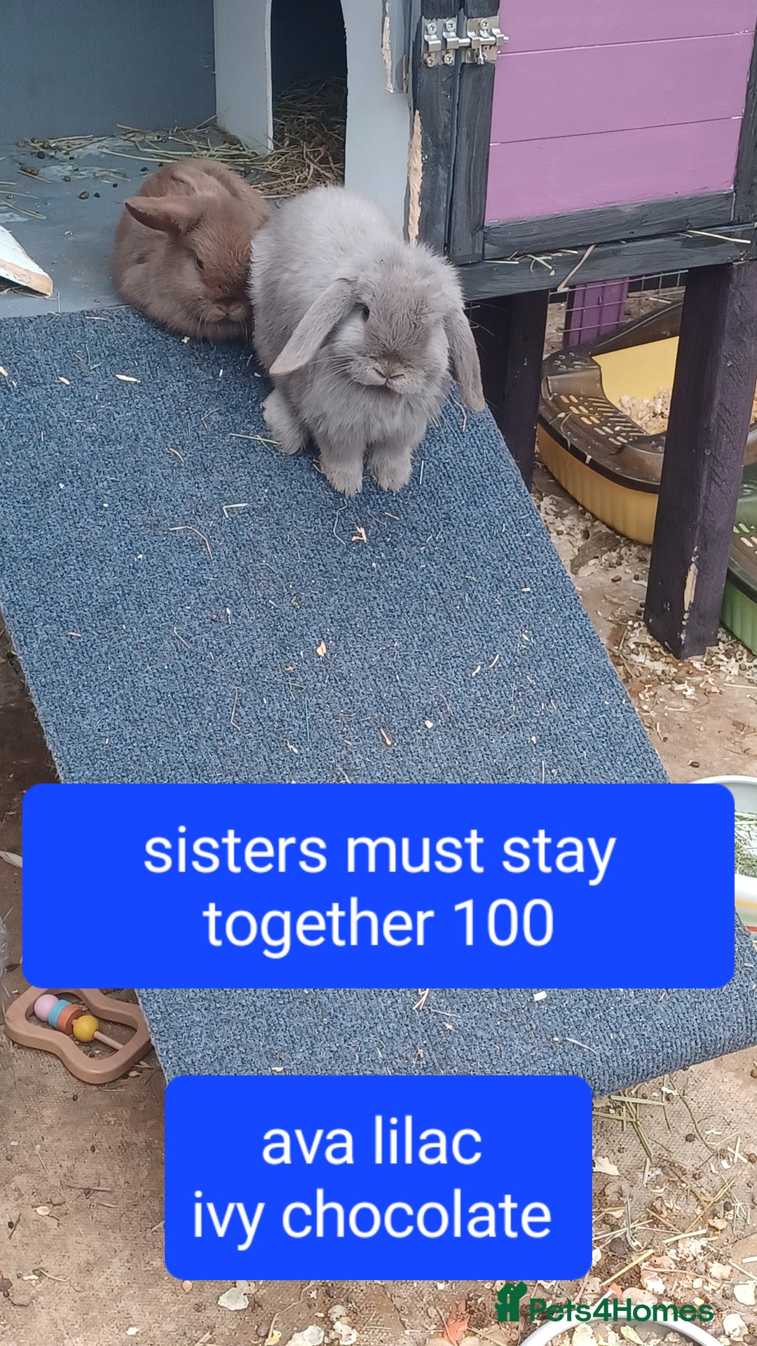 Mini Lop rabbits for sale: Cashmere mini lops ready now  - Image 2