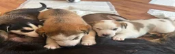 Mixed Breed dogs for sale: Miss Brooklyn Cole in Tewkesbury - Advert 7
