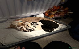 Chihuahua dogs for sale: Beautiful litter of chihuahua boys & girls  - Image 2