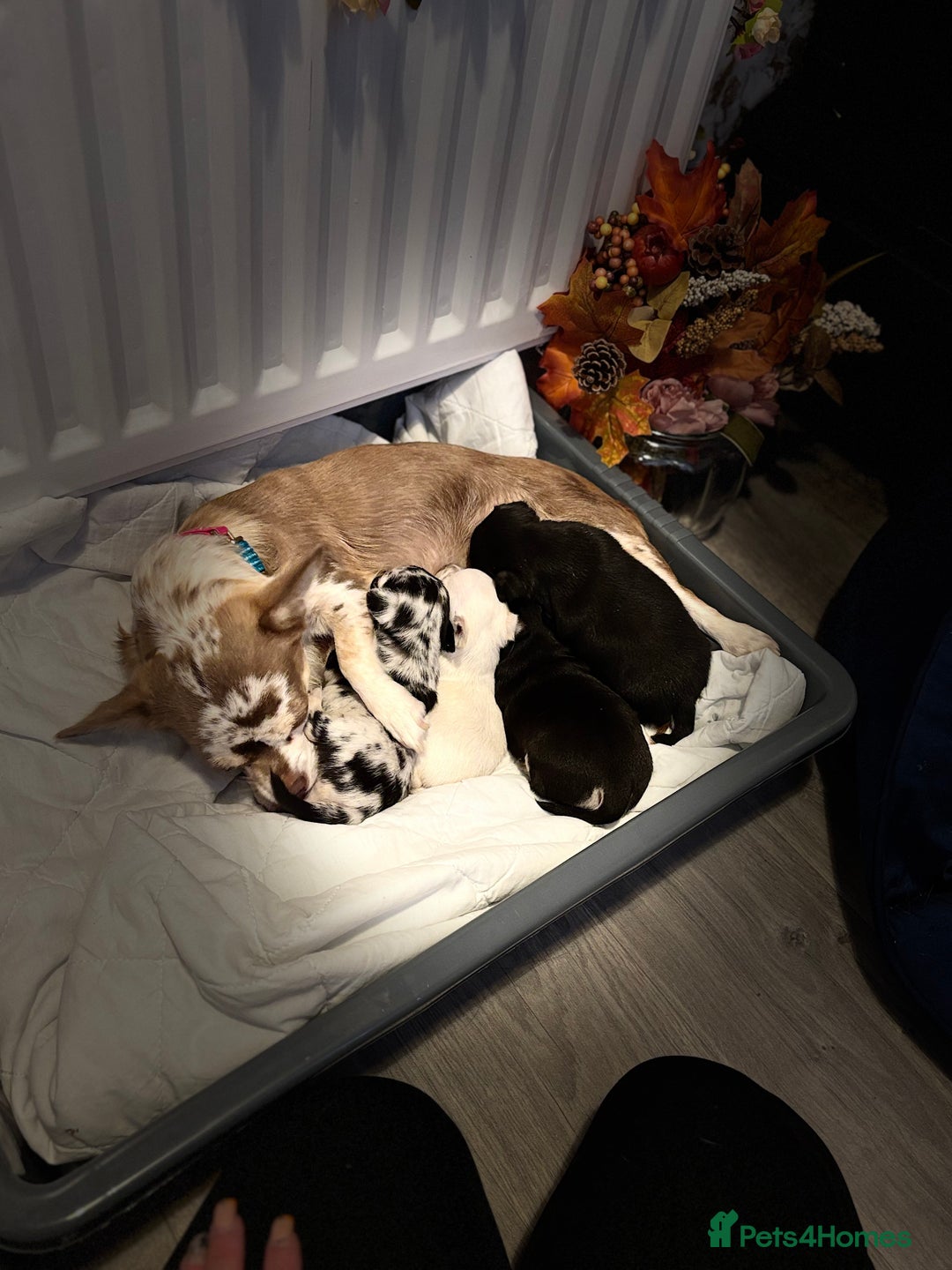Chihuahua dogs for sale: Beautiful litter of chihuahua boys & girls  - Image 2