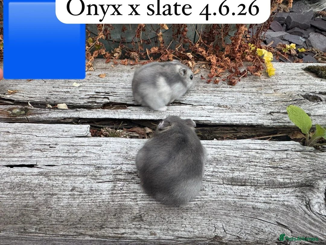 Hamster rodents for sale: Beautiful baby russian hamsters Sheffield - Advert 2