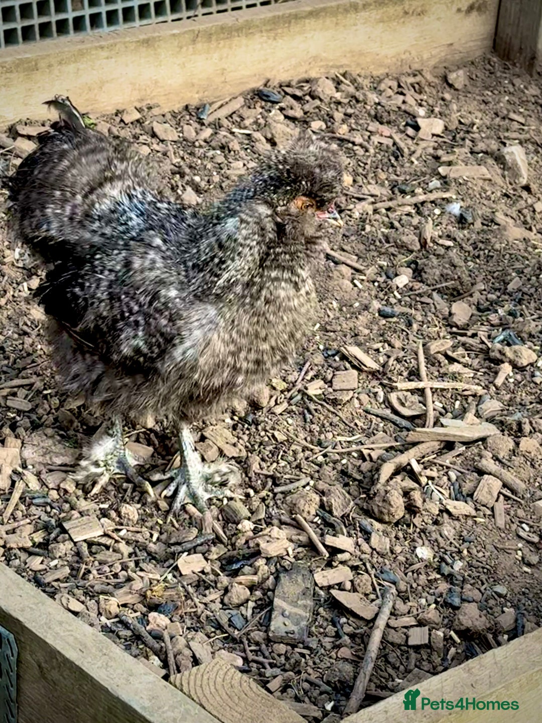 Chickens poultry for sale: American Silkie Cockerel for Sale - Image 4