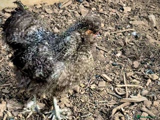 Chickens poultry Grey Wynstan USA Silkie Cockerels for Sale - Advert 19