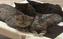 Mixed Breed cats for sale: Black / Tabby kittens - Image 1