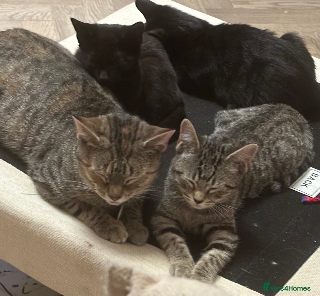 Mixed Breed cats for sale: Black / Tabby kittens - Image 1