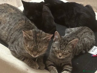 Mixed Breed cats for sale - Advert 1