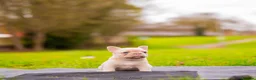 French Bulldog dogs for sale: French bulldogs Fluffy carriers  - Advert 3