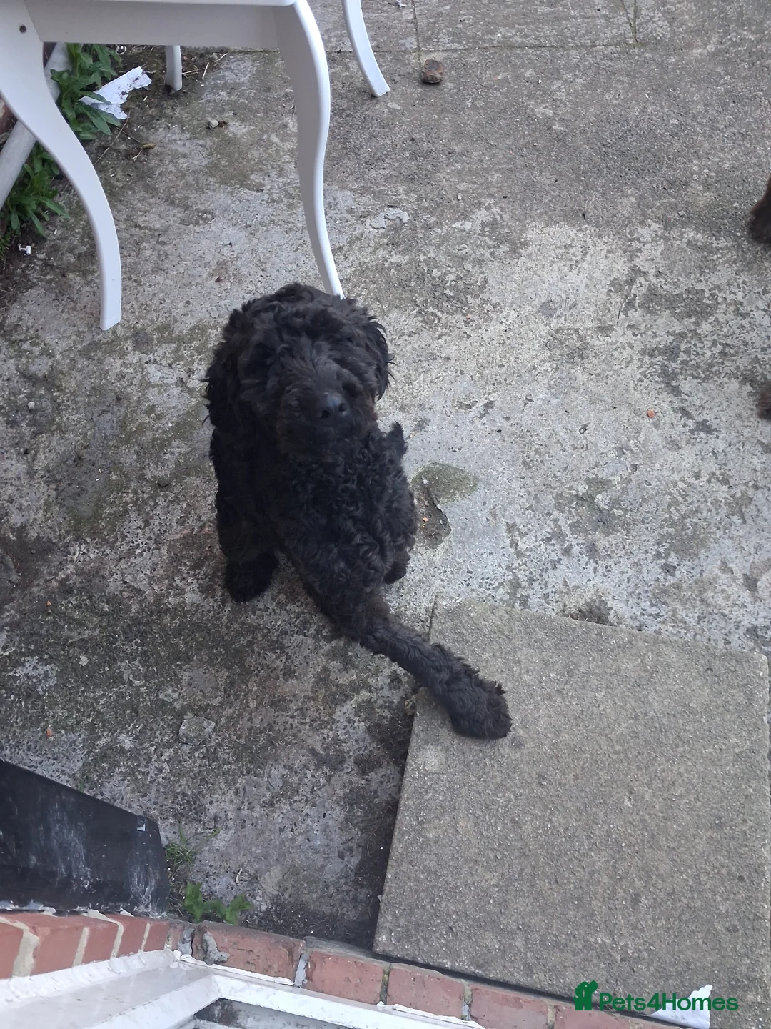 Cockapoo dogs for sale: 1 year old female cockapoo in Morpeth - Advert 2