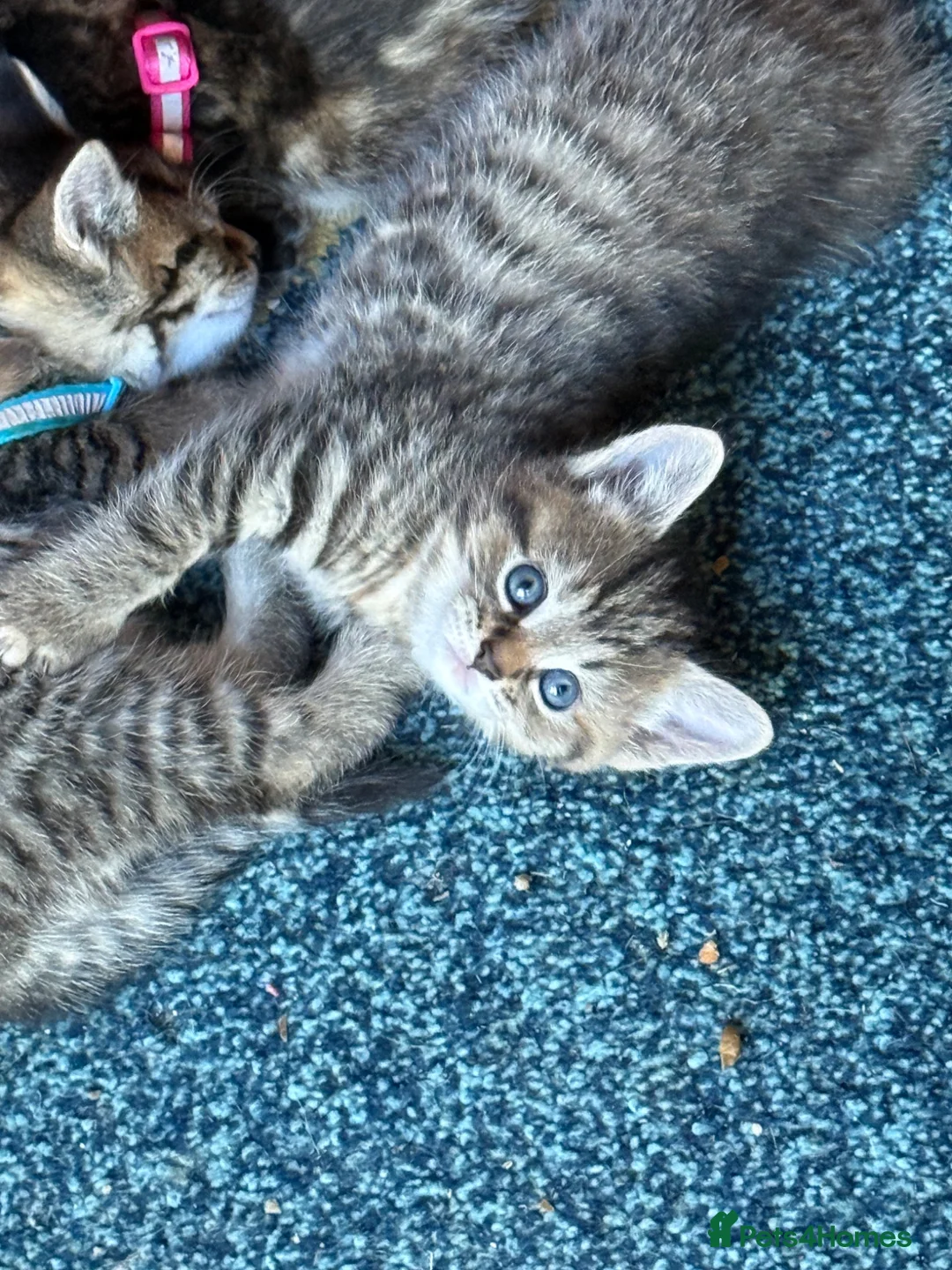Mixed Breed cats for sale: 3 female kittens  - Advert 2