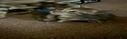 Mixed Breed cats for sale: Mixed Bengal/savanna  in Bradford - Advert 7