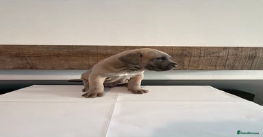 Cane Corso dogs - Advert 5
