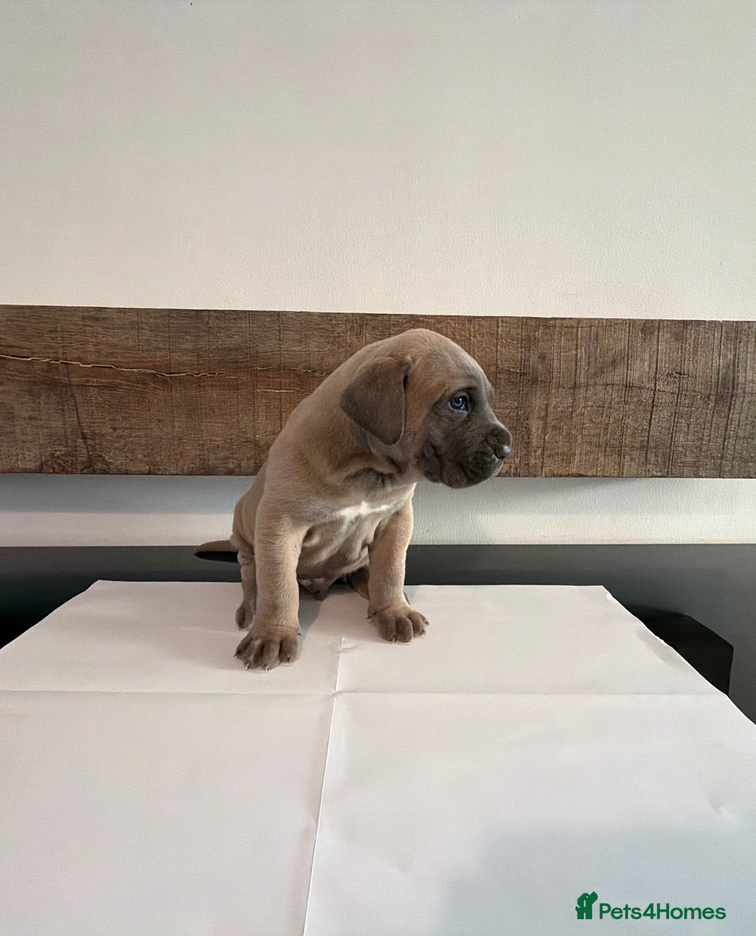 Cane Corso dogs for sale: Purebred Cane Corso Puppies – Exceptional Parent - Image 3