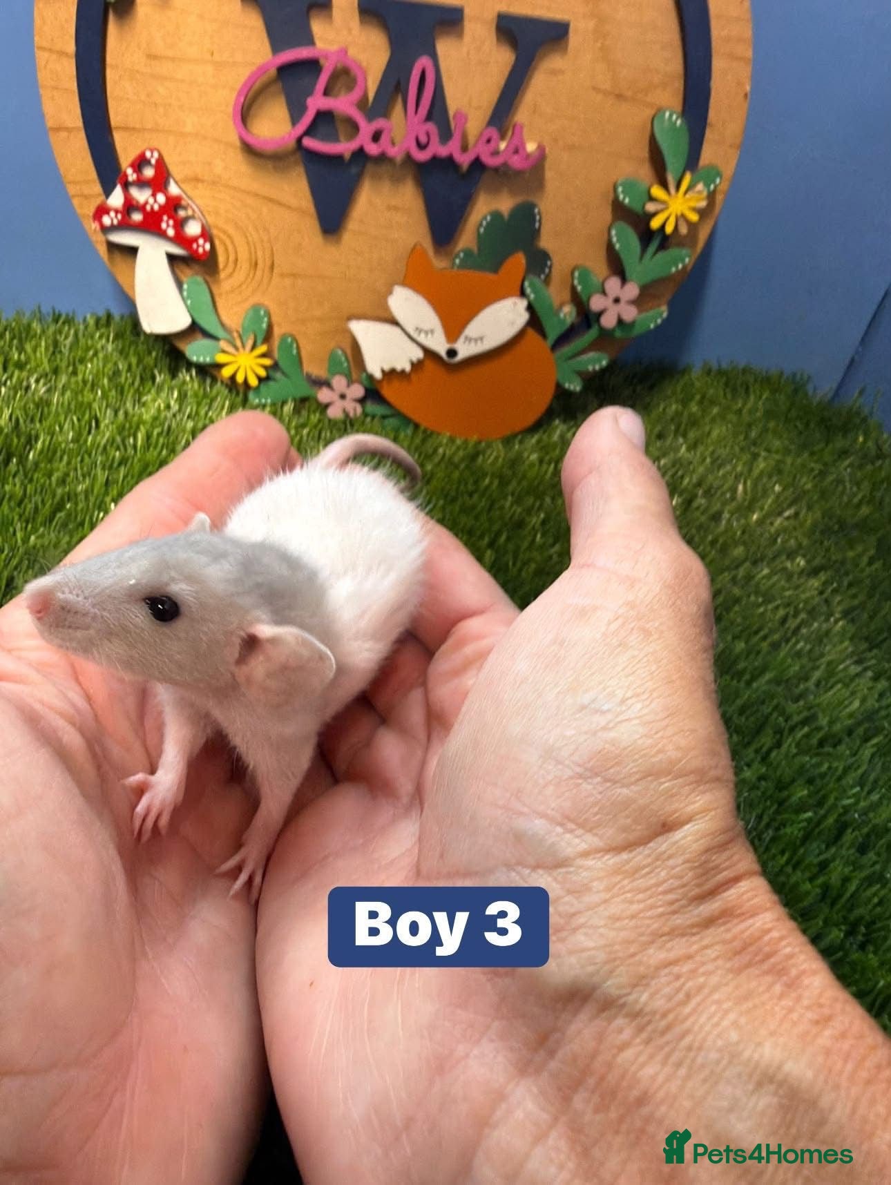 Rat rodents Baby Dwarf Rats Girl Boy  - Advert 1