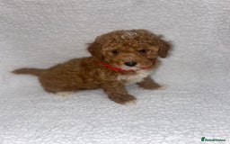 Toy Poodle dogs for sale: Toy poodles  - Image 23