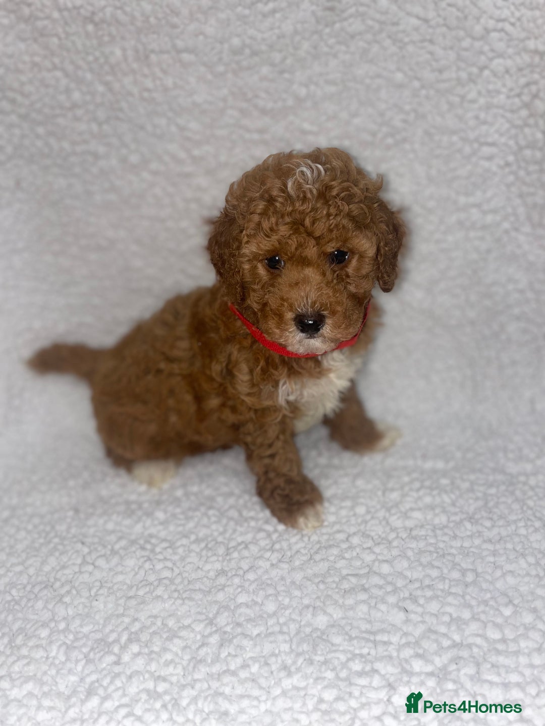 Toy Poodle dogs for sale: Toy poodles  - Image 23