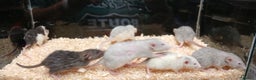 Rat rodents for sale: Baby Dumbo Rats Normal - Rex Furred  - Advert 8