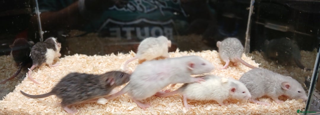Rat rodents for sale: Baby Dumbo Rats Normal - Rex Furred  - Advert 8