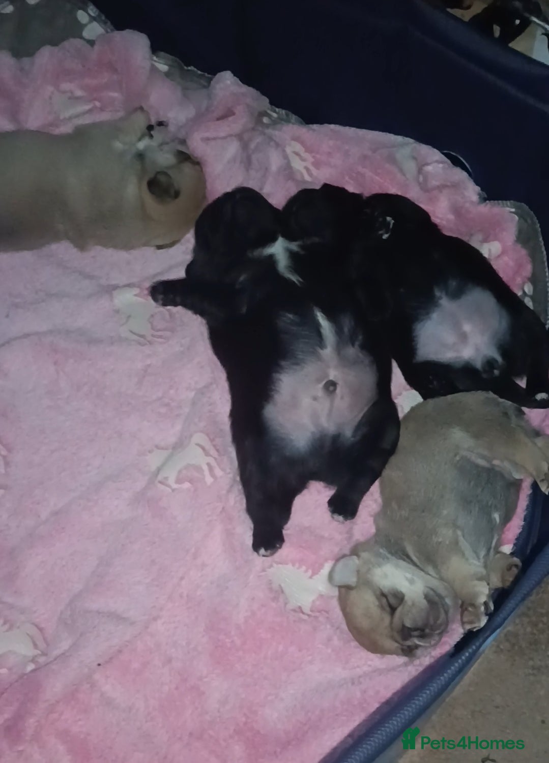 Pug dogs Pug Puppies  - Advert 12