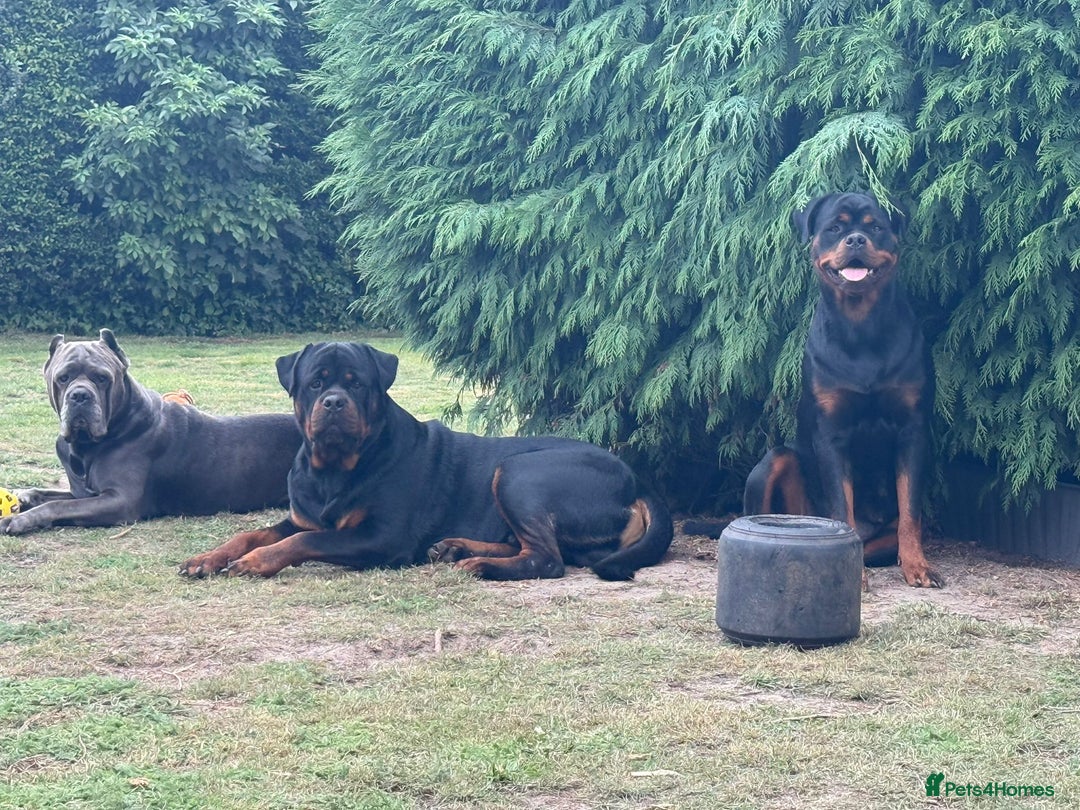 Rottweiler dogs for sale: ROTTWEILER PUPPIES- READY NOW - ONLY ONE LEFT!! - Advert 12