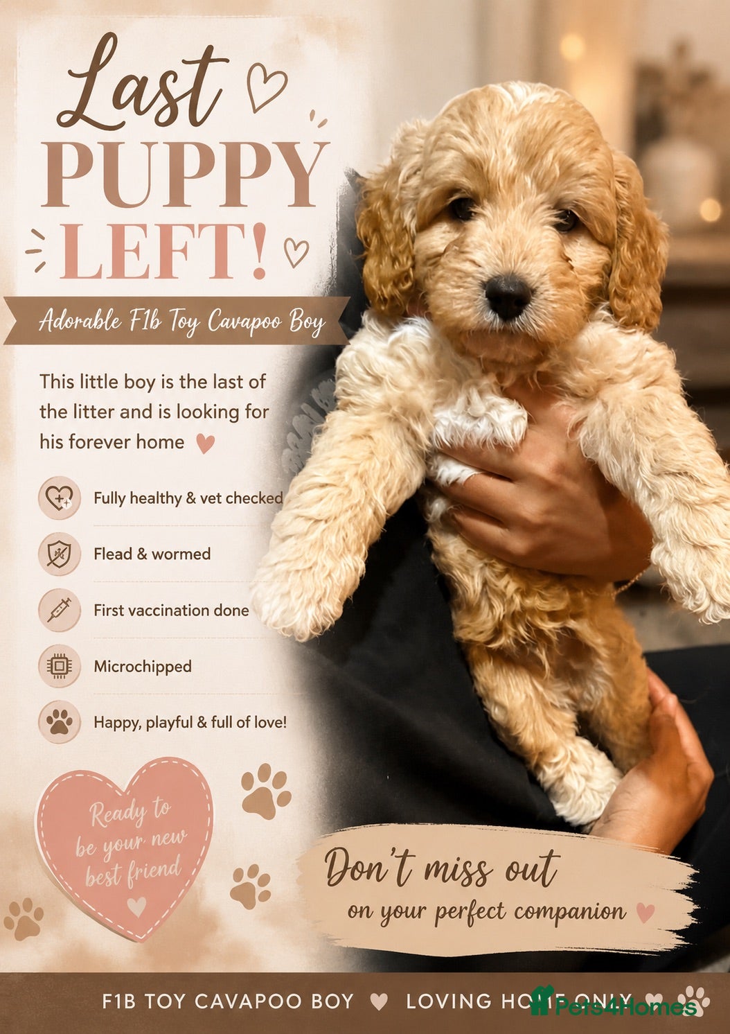 Cavapoo dogs Cavapoo f1b - Advert 1