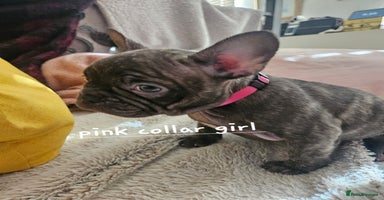 French Bulldog dogs - Advert 8