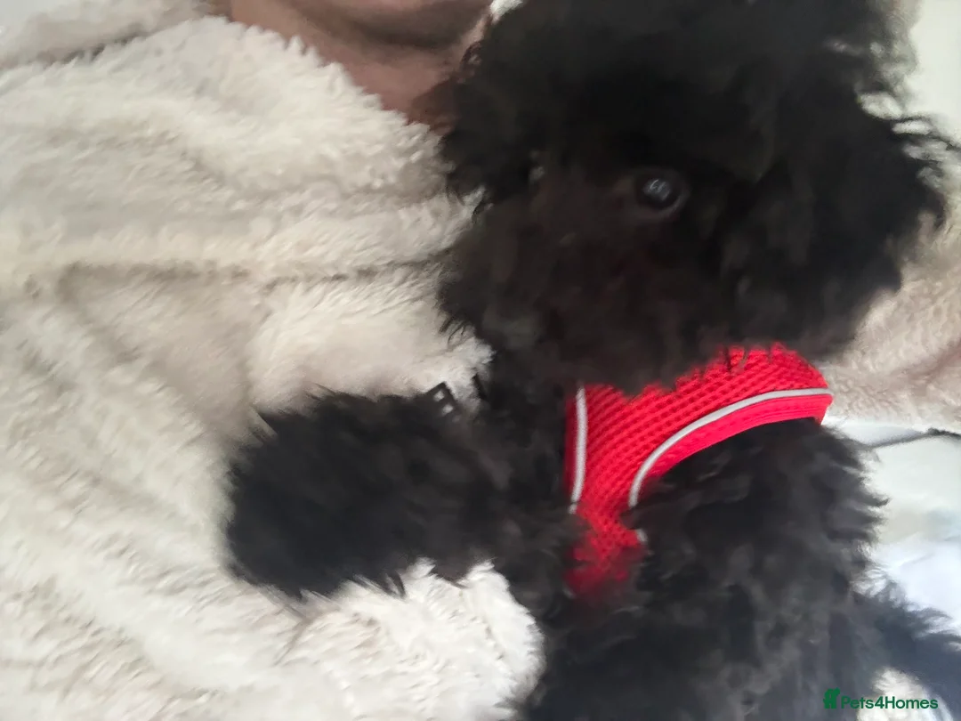 Toy Poodle dogs for sale: Toy Poodle looking for loving home  - Advert 2