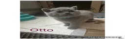 British Shorthair cats for sale: Stunning Blue British Shorthair Kittens  - Advert 10