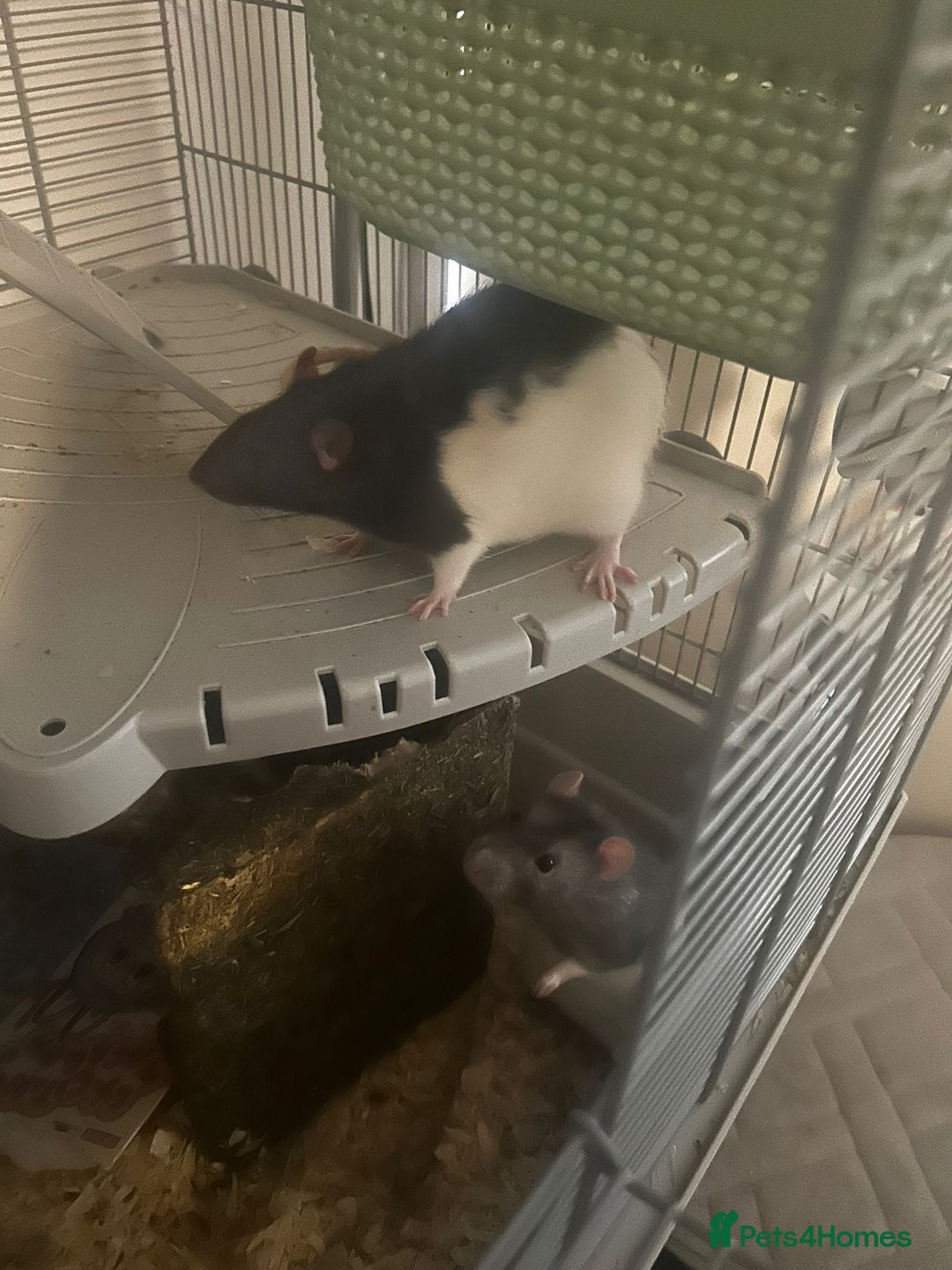 Rat rodents for sale: 2 male rats  - Image 1