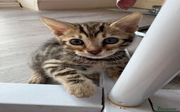 Bengal cats for sale: Black and charcoal Bengal kittens  - Image 13