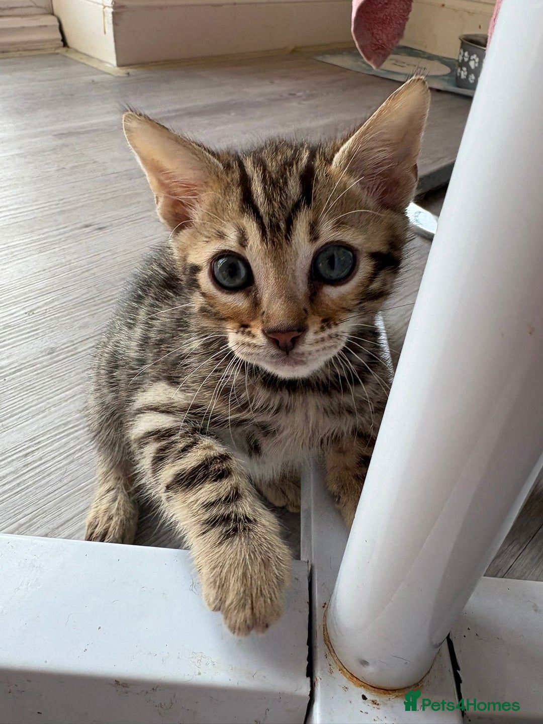 Bengal cats for sale: Black and charcoal Bengal kittens  - Image 13