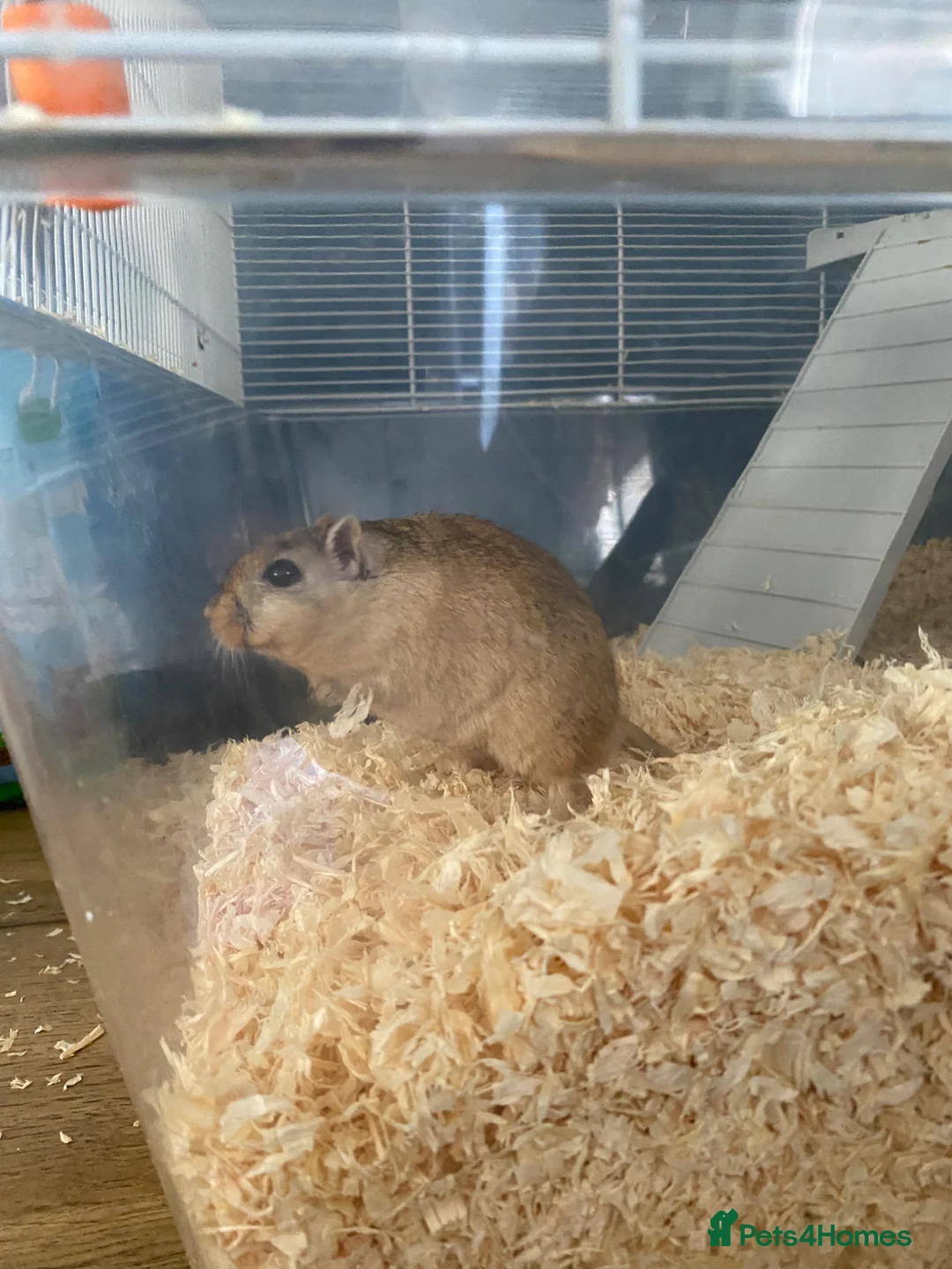 Gerbil rodents for sale: *Free* Gerbils x2 and cage in Paignton - Advert 2