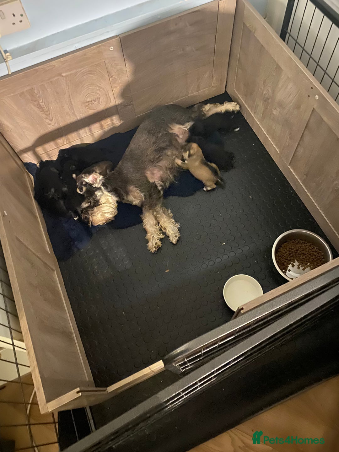 Miniature Schnauzer dogs for sale: ✨ Eight Stunning Puppies Now Available! ✨ - Advert 1