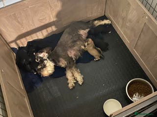 Miniature Schnauzer dogs ✨ Eight Stunning Puppies Now Available! ✨ - Advert 7