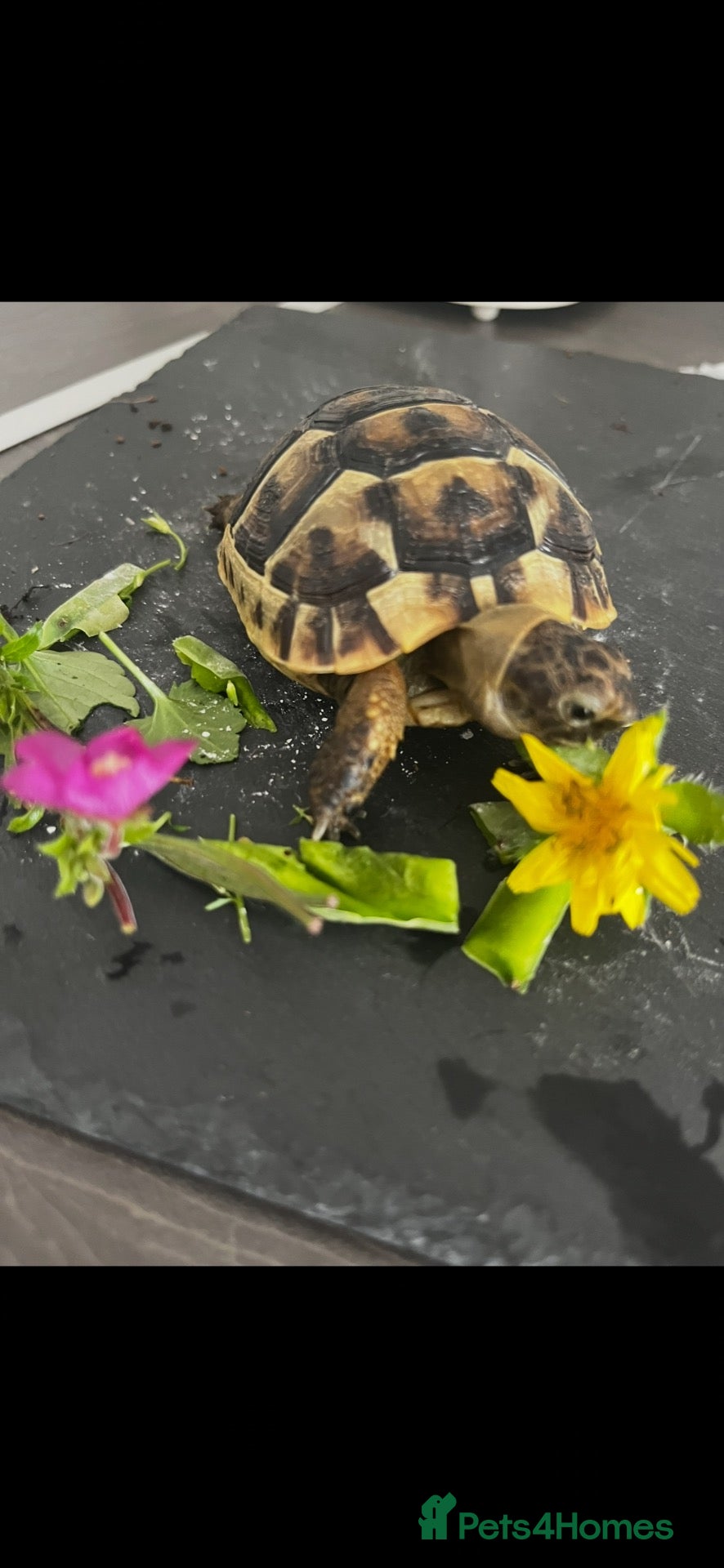 Tortoise reptiles Spur thigh tortoise  - Advert 1