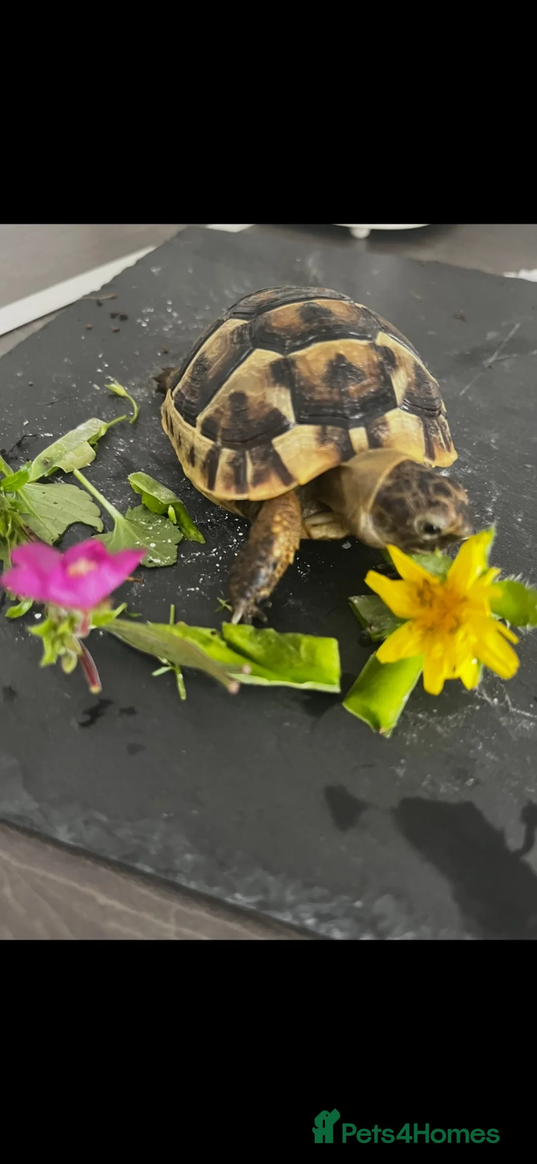 Tortoise reptiles for sale: Spur thigh tortoise  in Maldon - Advert 1