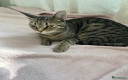 Manx cats for sale: Female kitten - Image 1