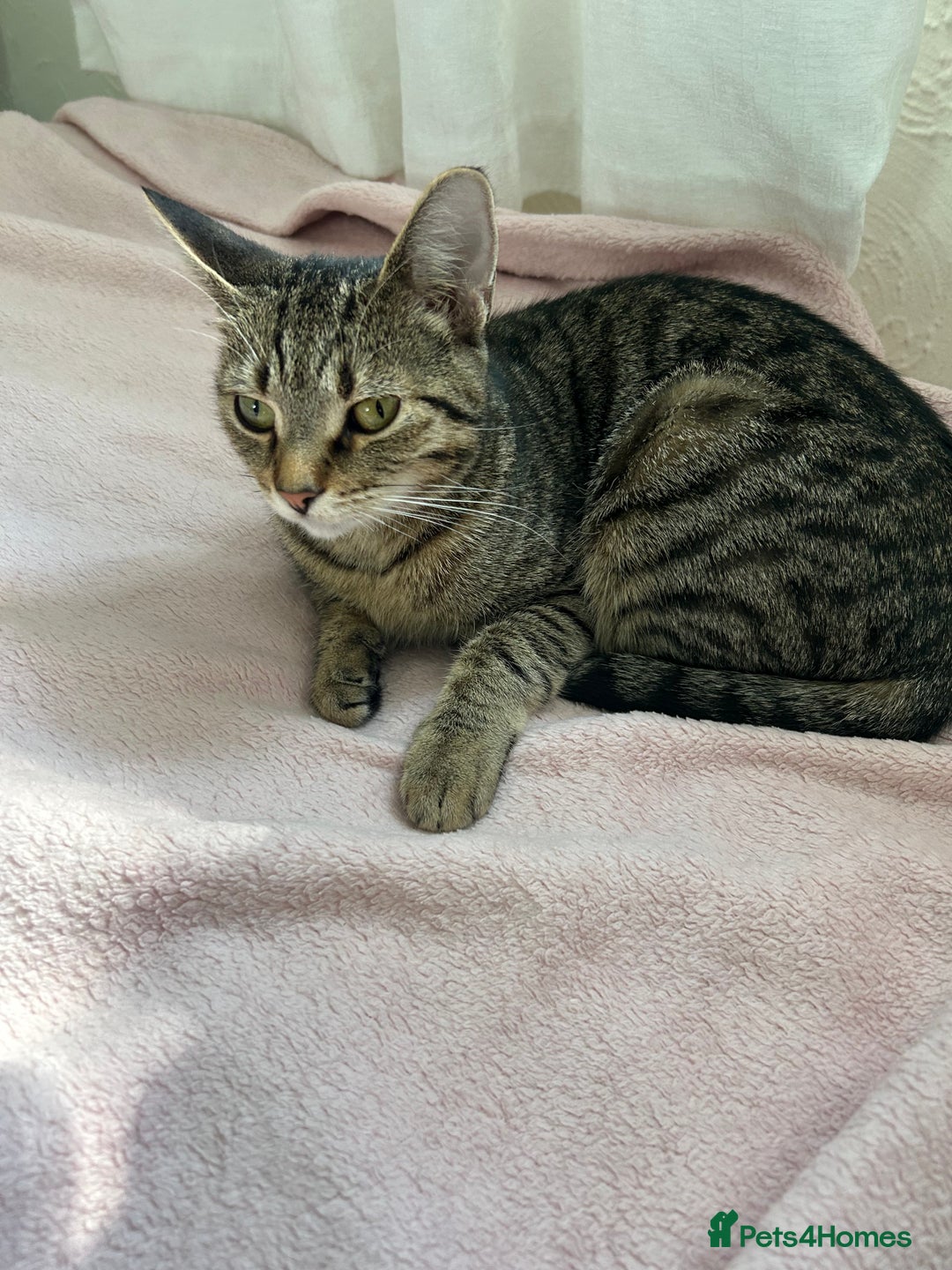 Manx cats for sale: Female kitten - Image 1