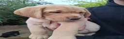 Labrador Retriever dogs for sale: 4 beautiful labrador puppies 1 dog ,3 bitches - Advert 7